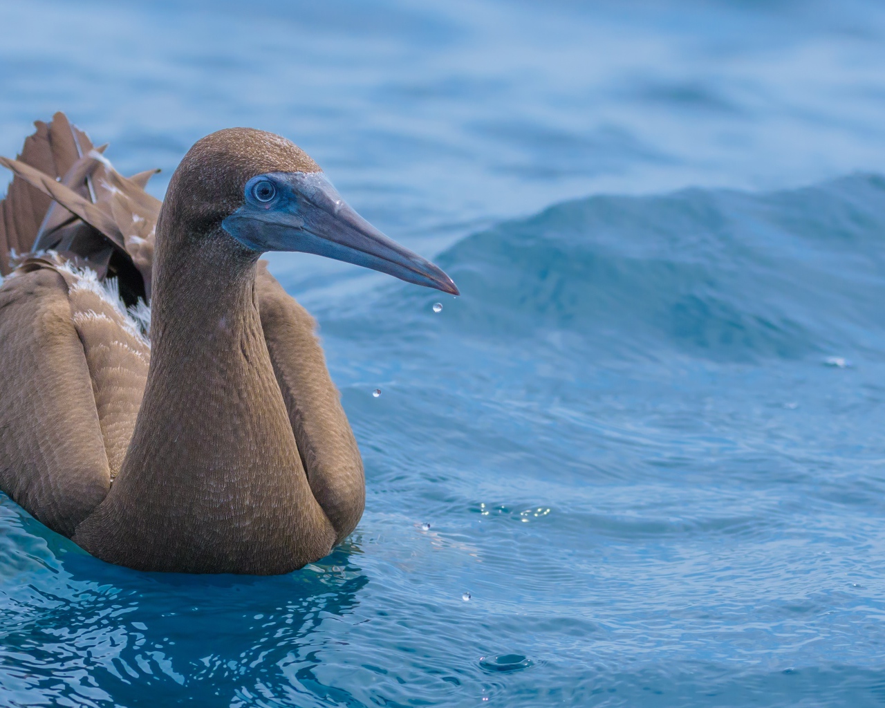 Птица Бурая олуша в воде