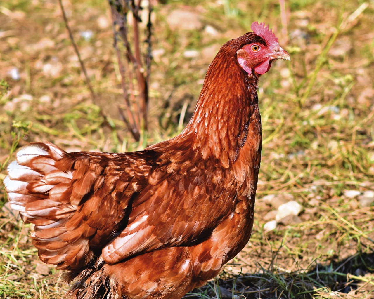 Коричневая домашняя курица на улице 