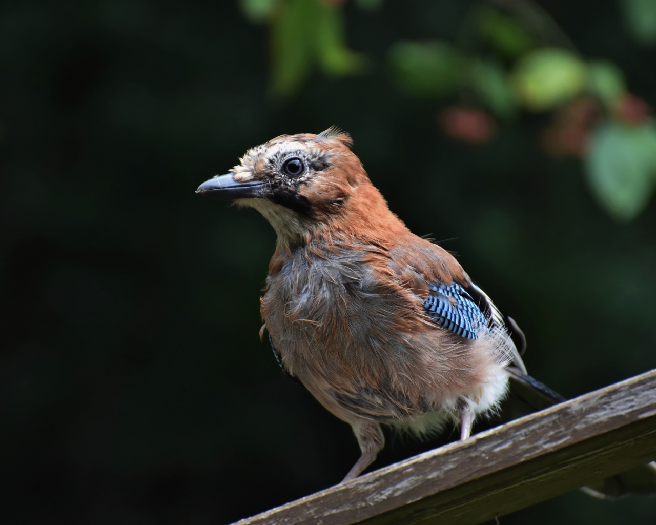Коричневая сойка сидит на деревянной доске