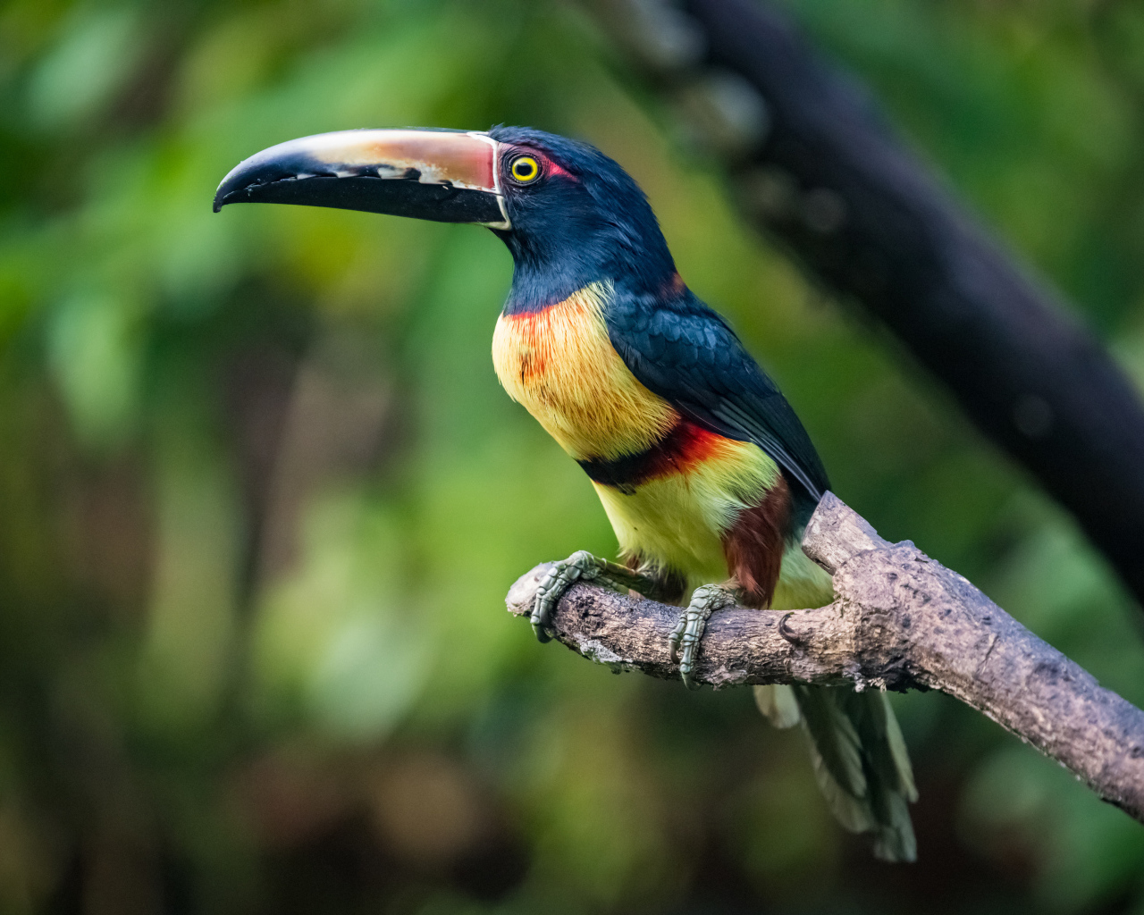 Ошейниковый арасари сидит на ветке дерева