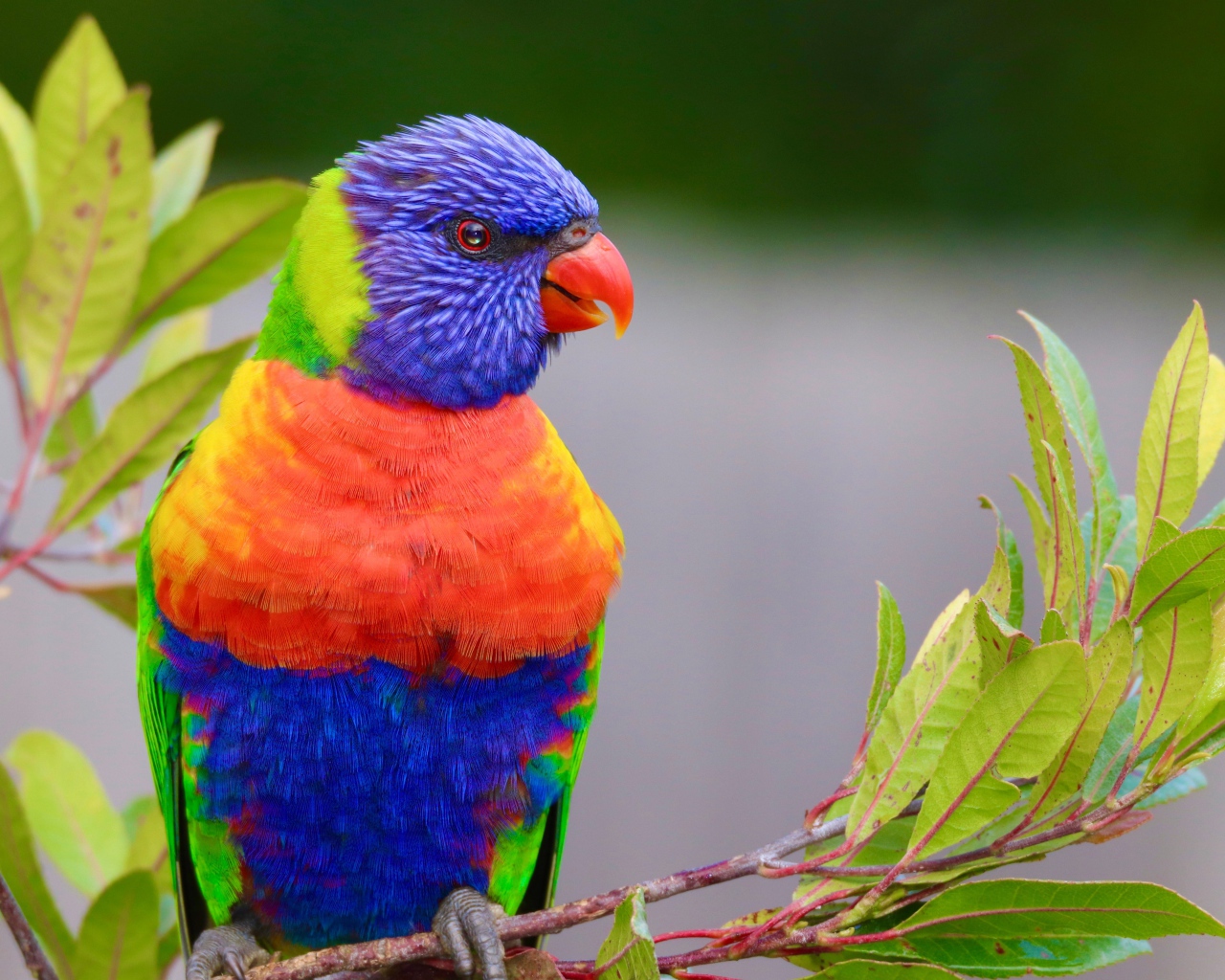 Colorful beautiful parrot sits on a branch