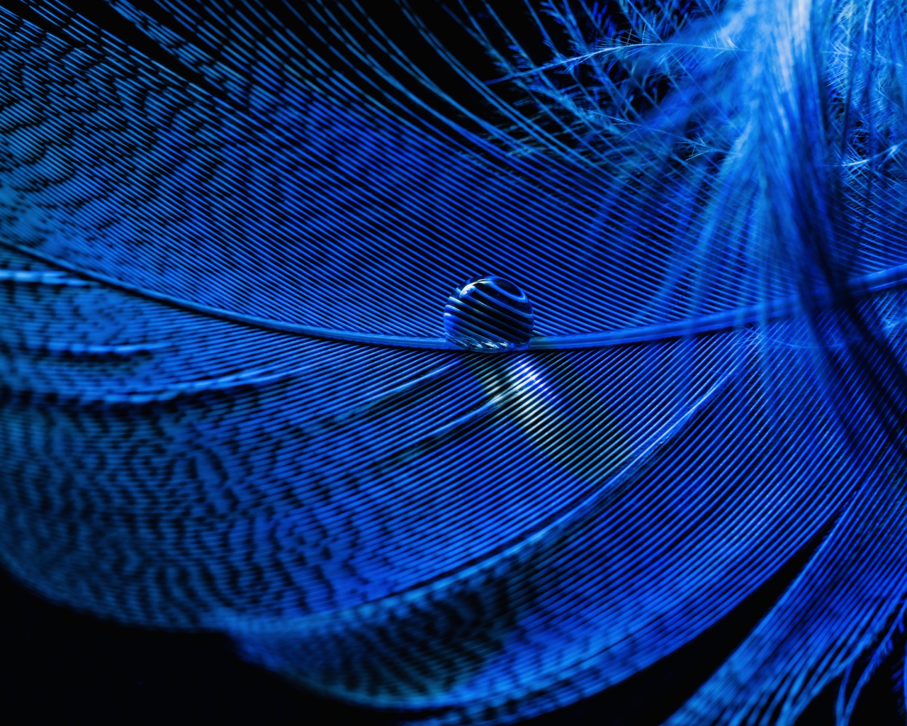 Капля росы на голубом перышке на черном фоне 