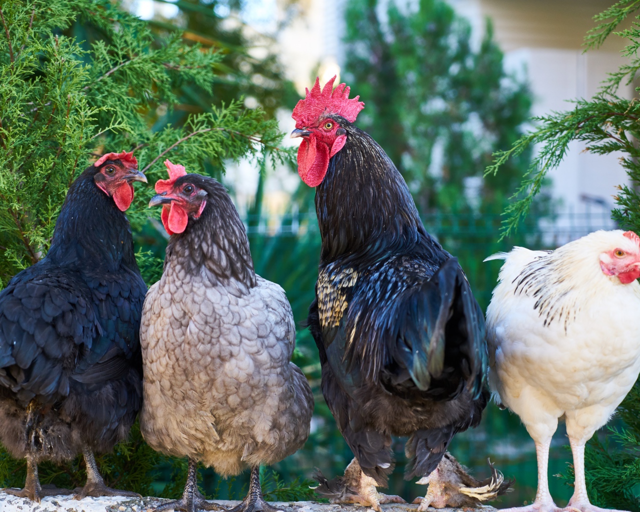 Домашние куры и петух на ферме 