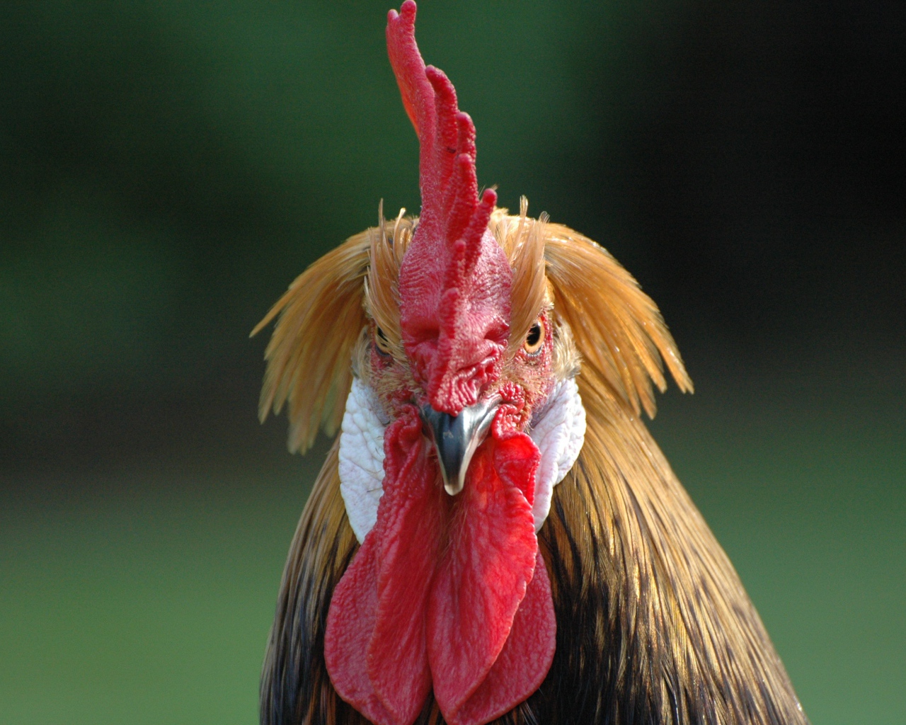 Домашний петух с красным гребнем 