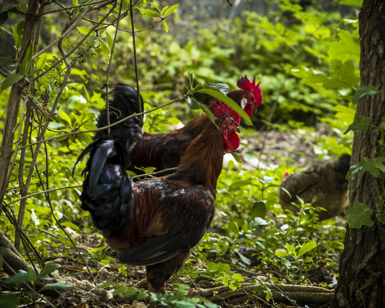 Домашние петухи гуляют в лесу