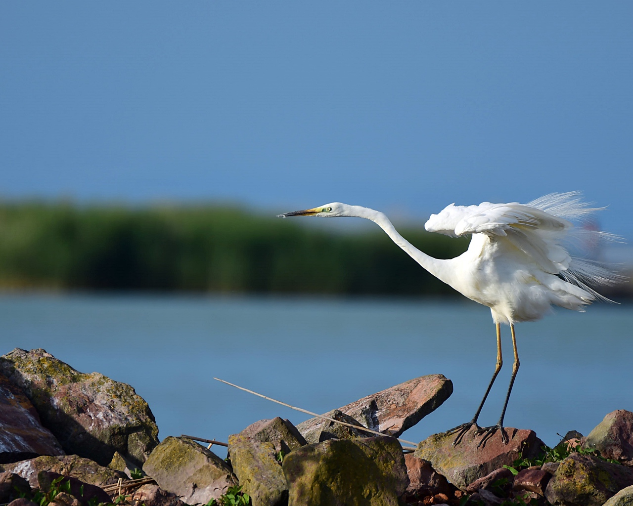 Белая цапля стоит на камне у воды 
