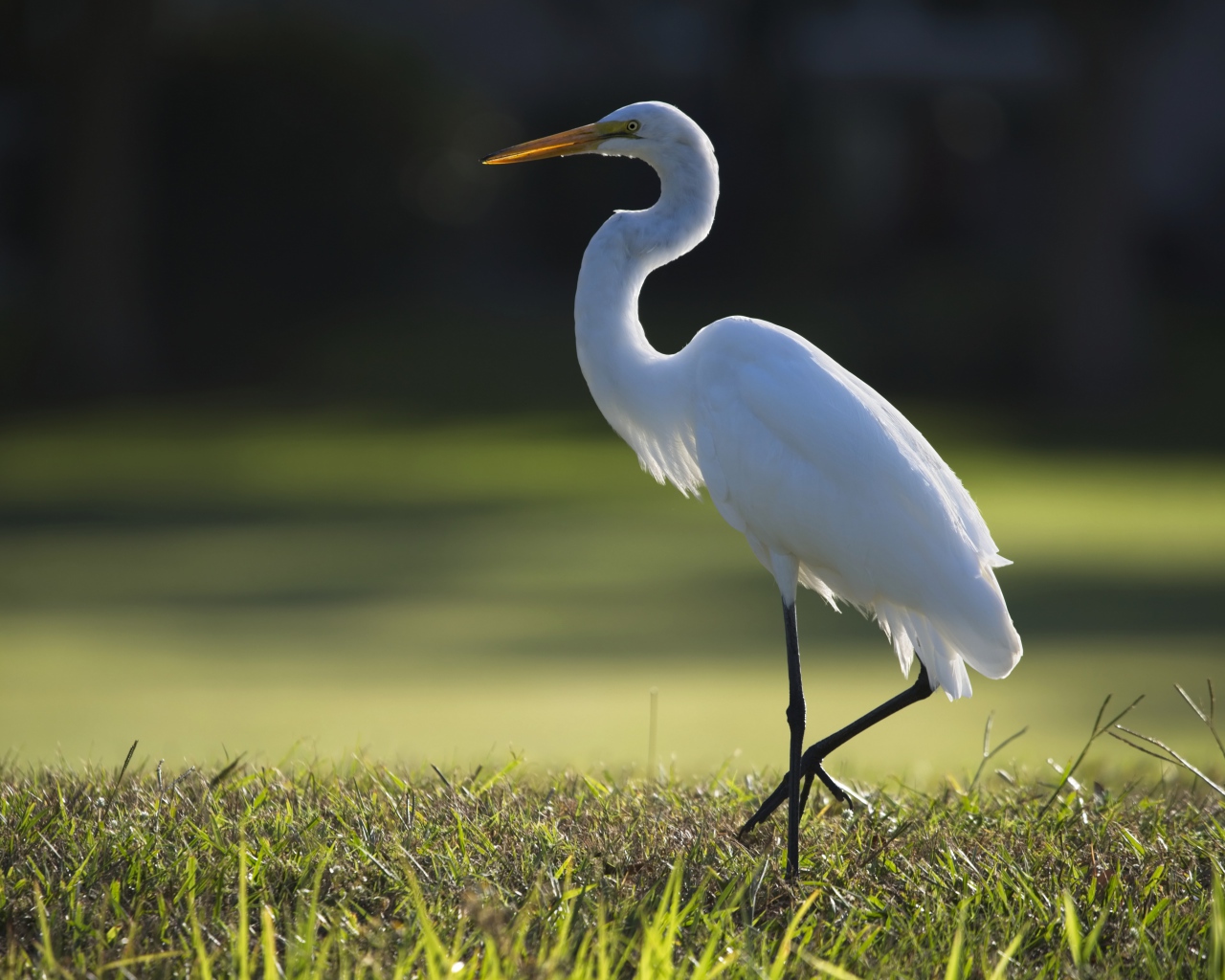Белая цапля идет по зеленой траве