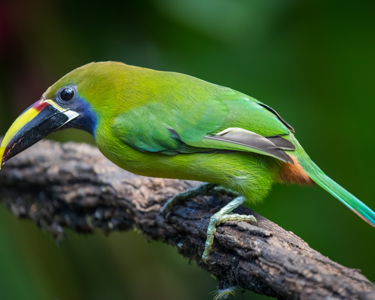 Изумрудный туканет сидит на ветке дерева