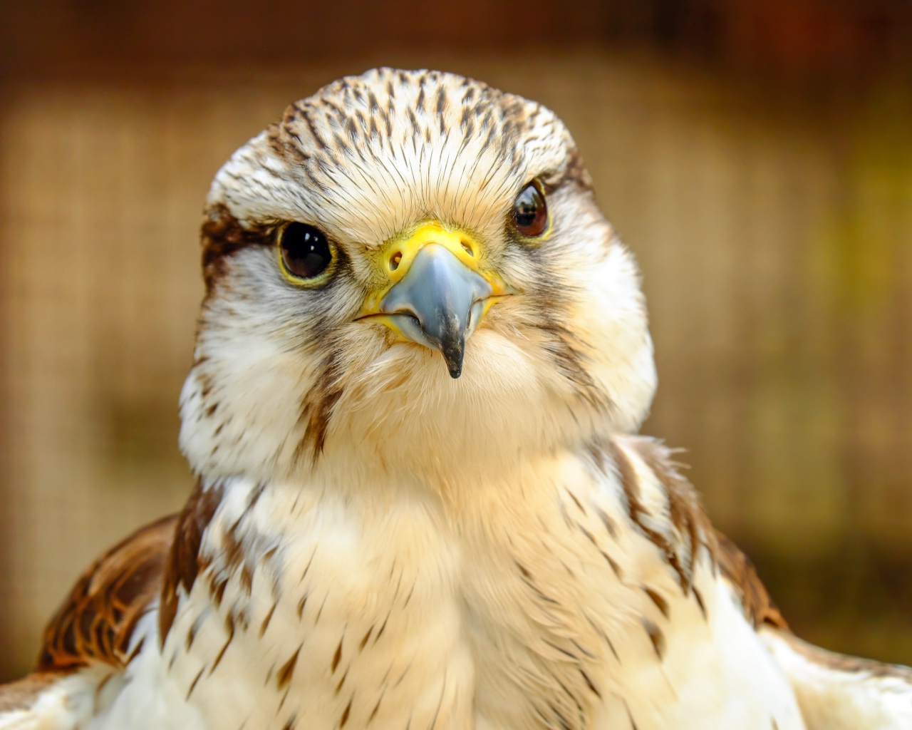 Голова сокола с острым клювом крупным планом