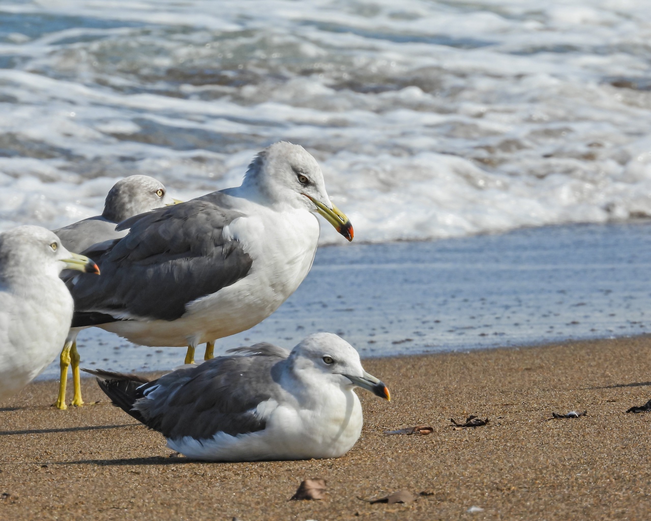 Четыре чайки сидят на песке у моря