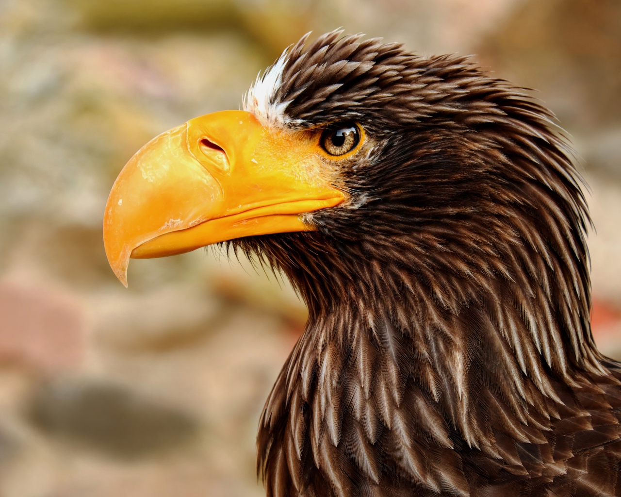 Giant eagle with a sharp yellow beak