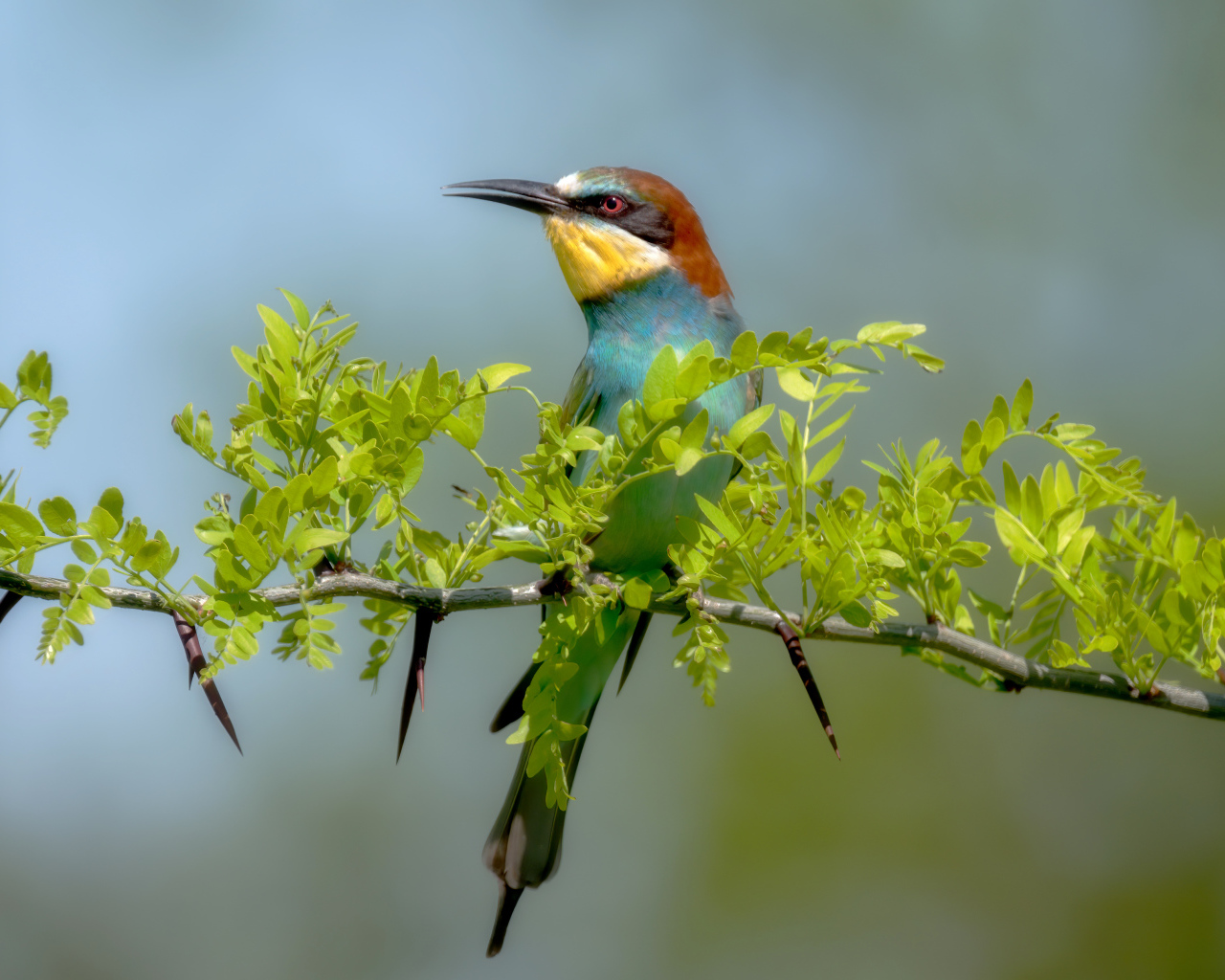 Золотистая щурка сидит на ветке с зелеными листьями 