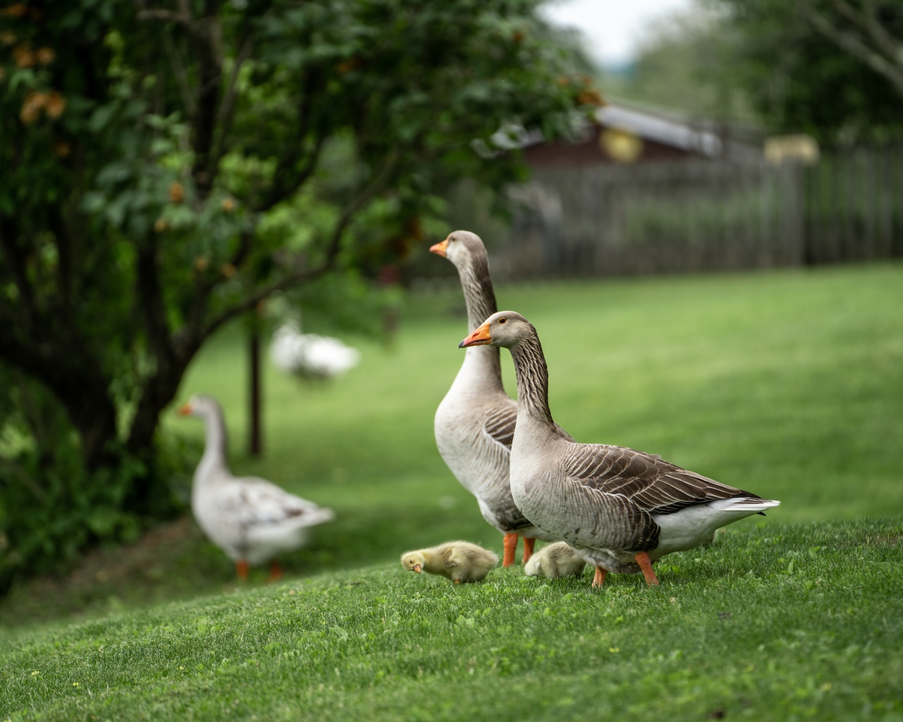 Серые домашние гуси на зеленой траве 