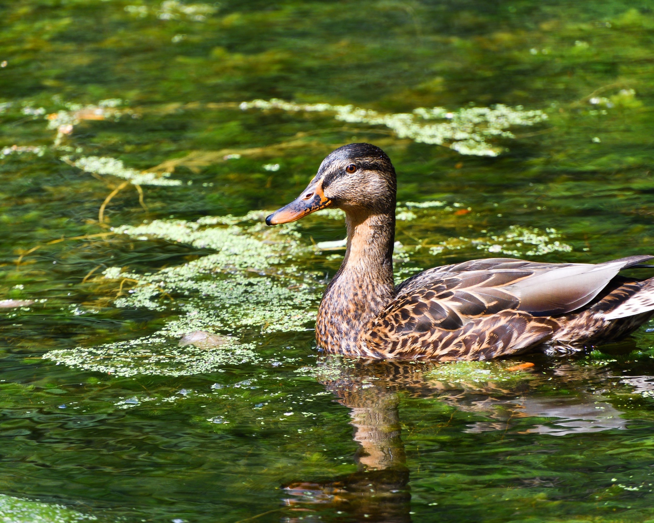 Серая утка плавает в озере 