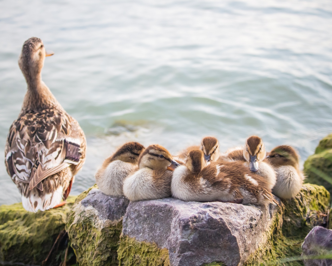 Серая утка с утятами на камне