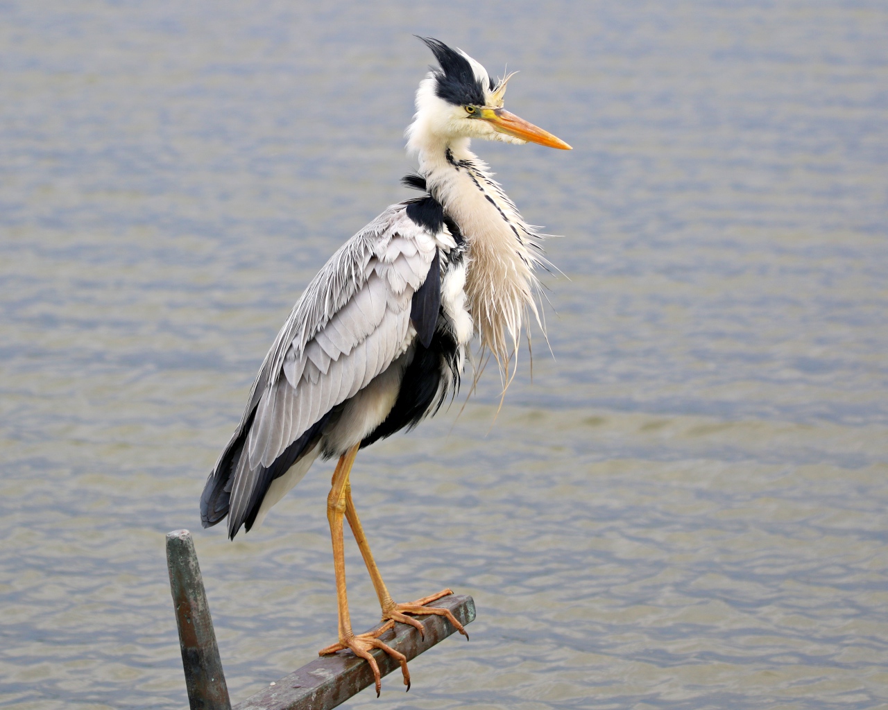 Серая цапля стоит на поручне на фоне воды