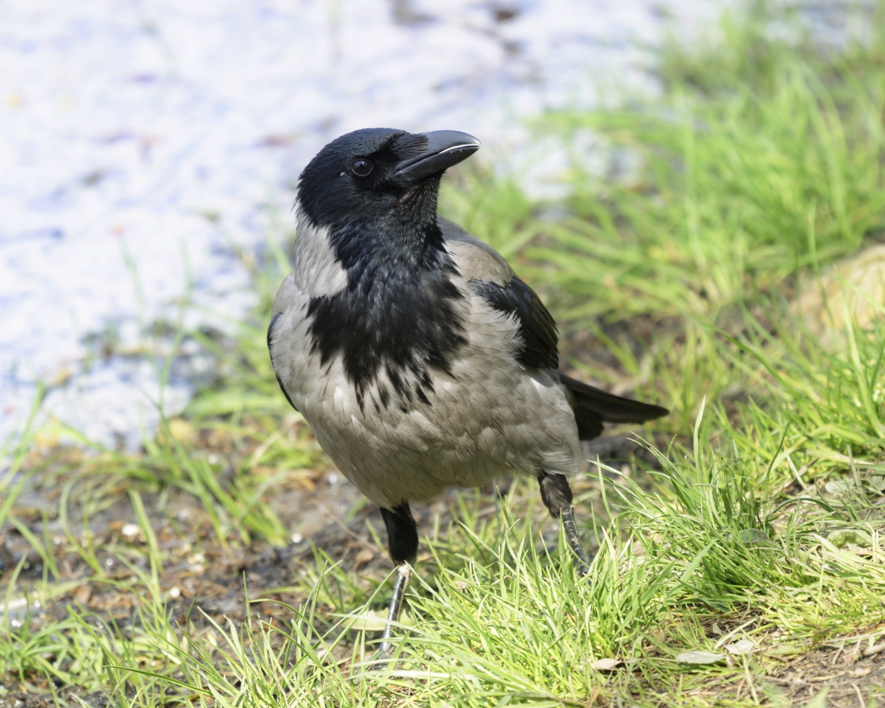 Большая серая ворона на зеленой траве