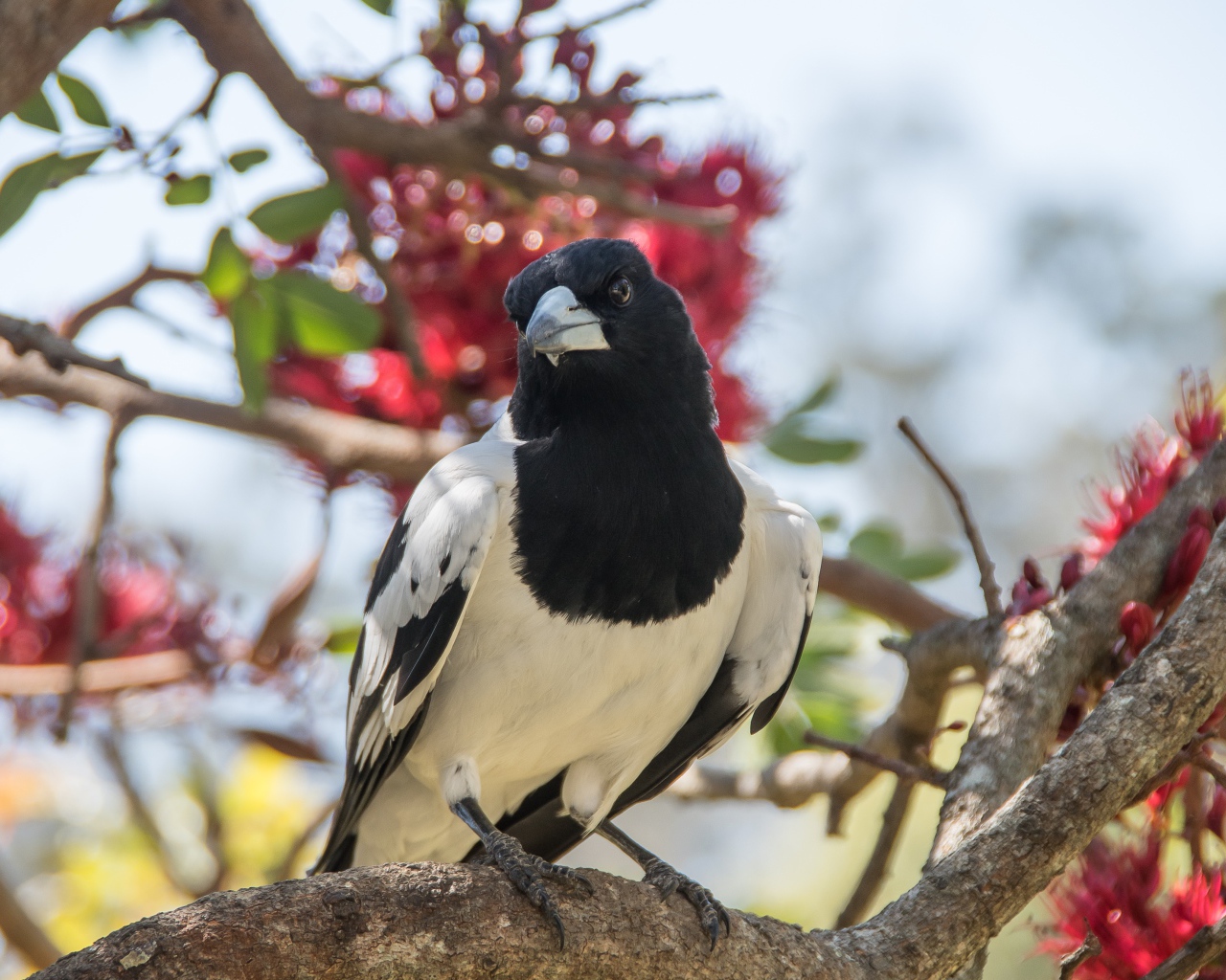 Большая черно-белая сорока сидит на ветке дерева 