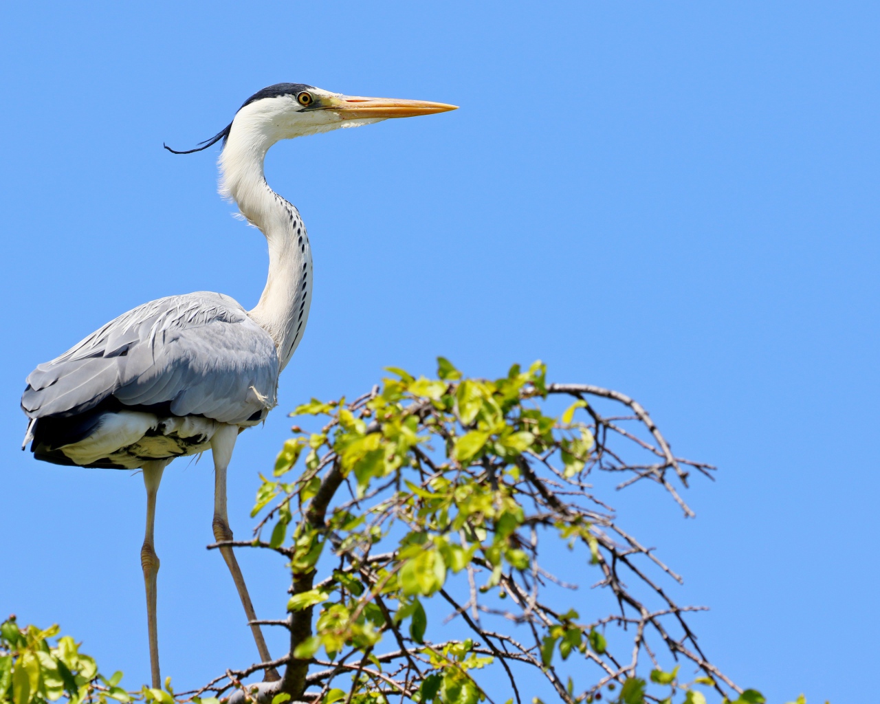 Большая цапля стоит на дереве на фоне голубого неба 