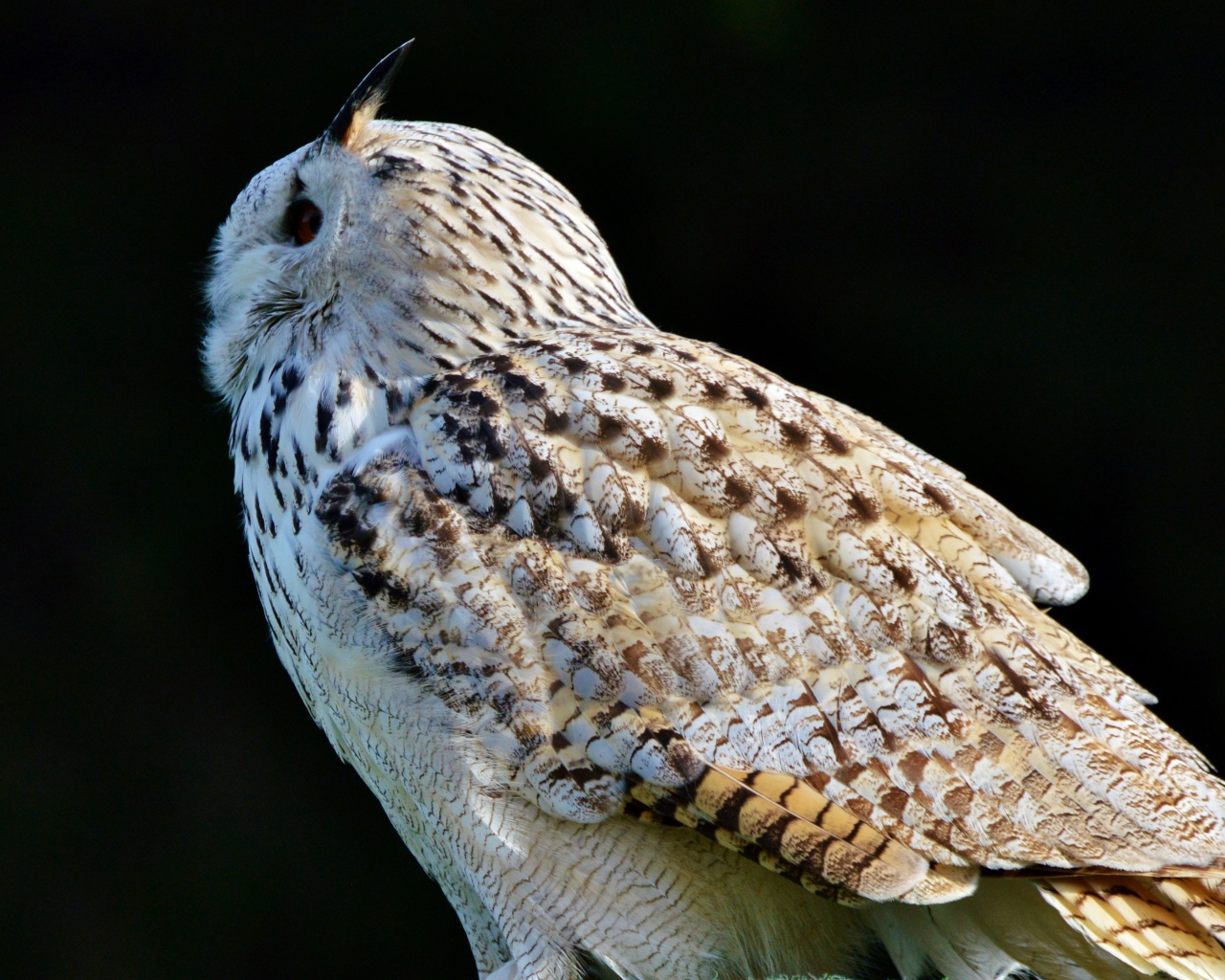 Большая белая сибирская сова на черном фоне