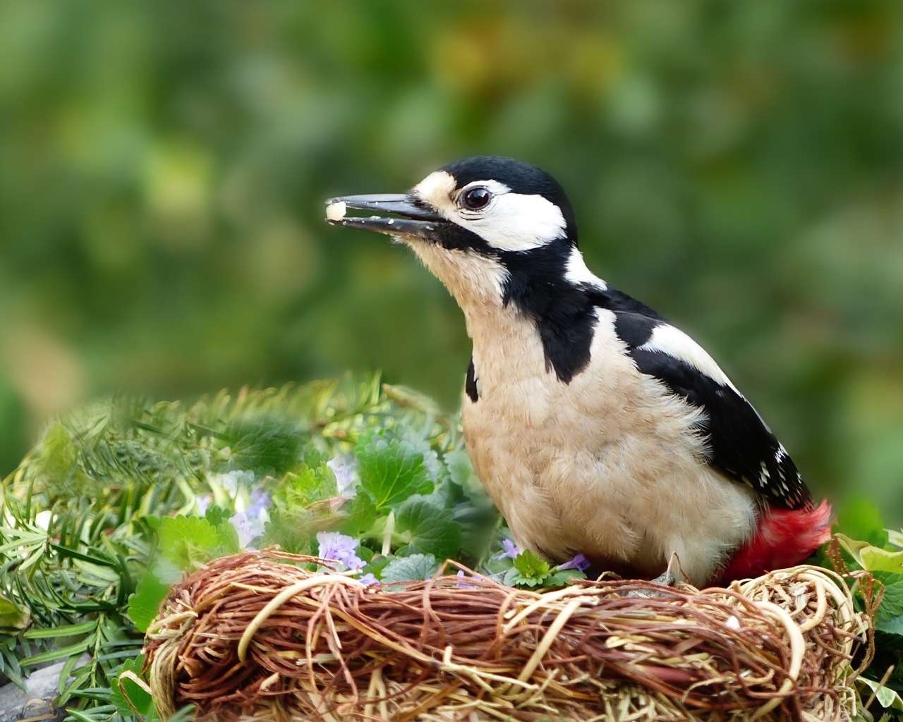 Большой дятел сидит в гнезде 