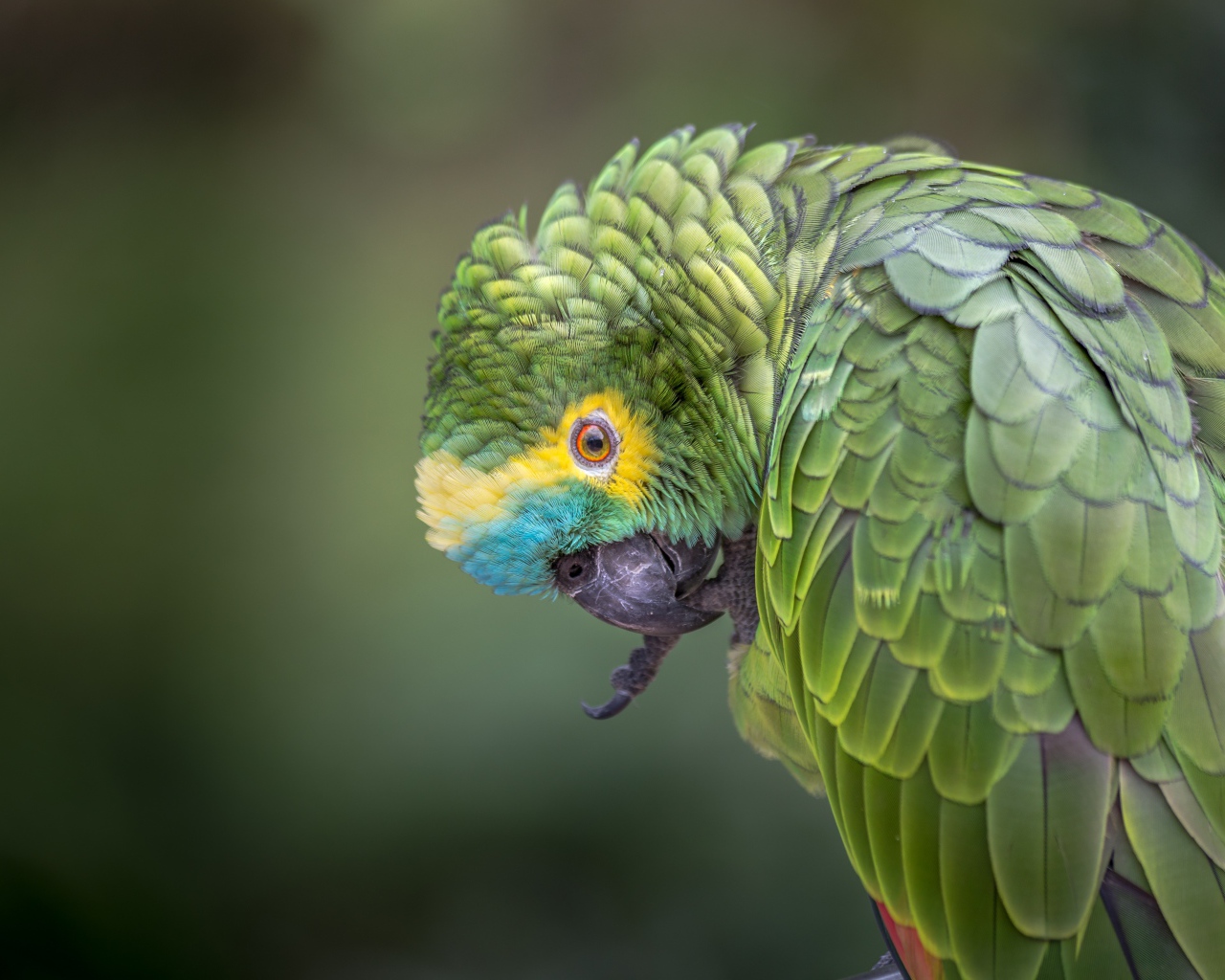 Зеленый попугай чистит лапу 