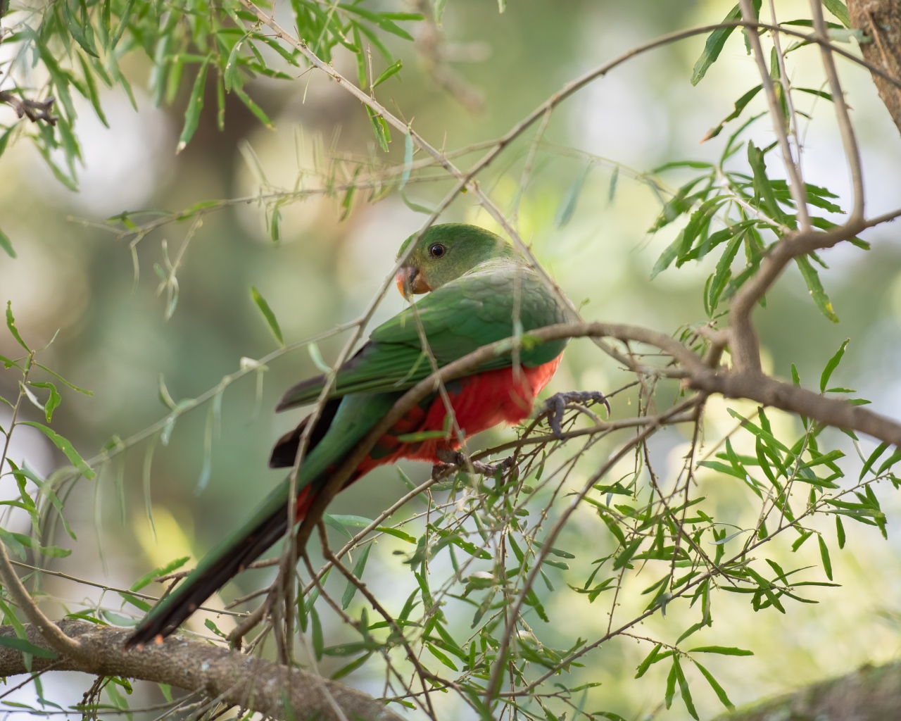 Зеленый попугай сидит на ветке дерева 