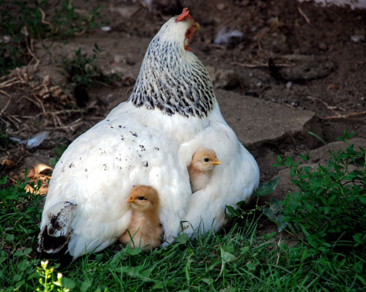 Курица наседка греет маленьких цыплят