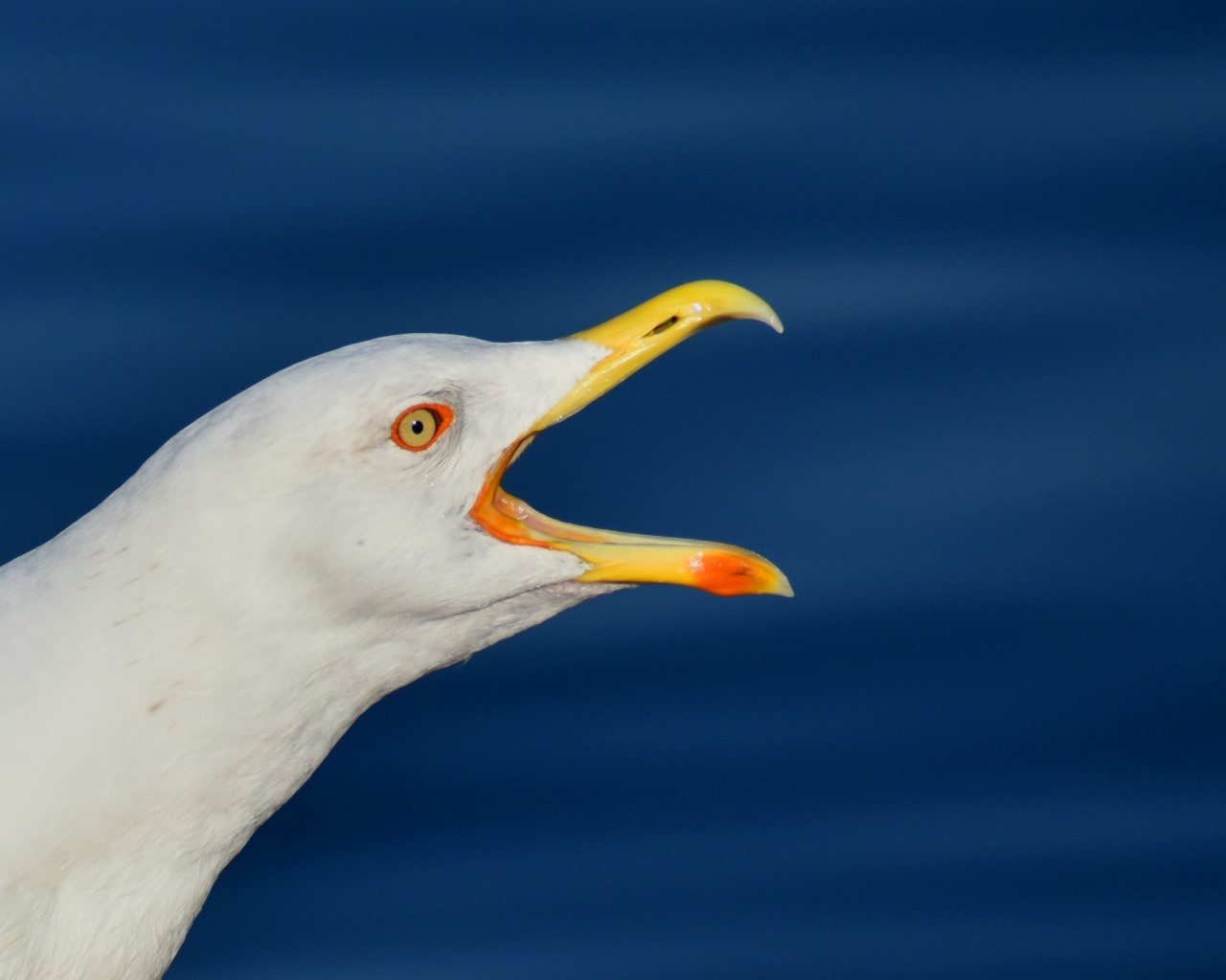 Белая чайка с открытым клювом на синем фоне