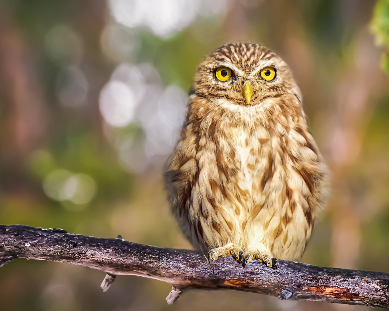 Большая серая сова с желтыми глазами на ветке дерева