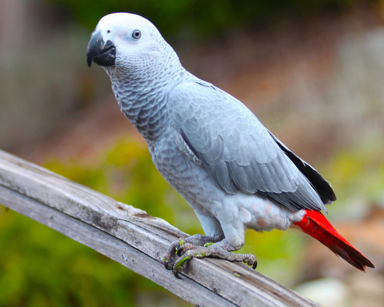 Большой серый попугай жако на ветке 