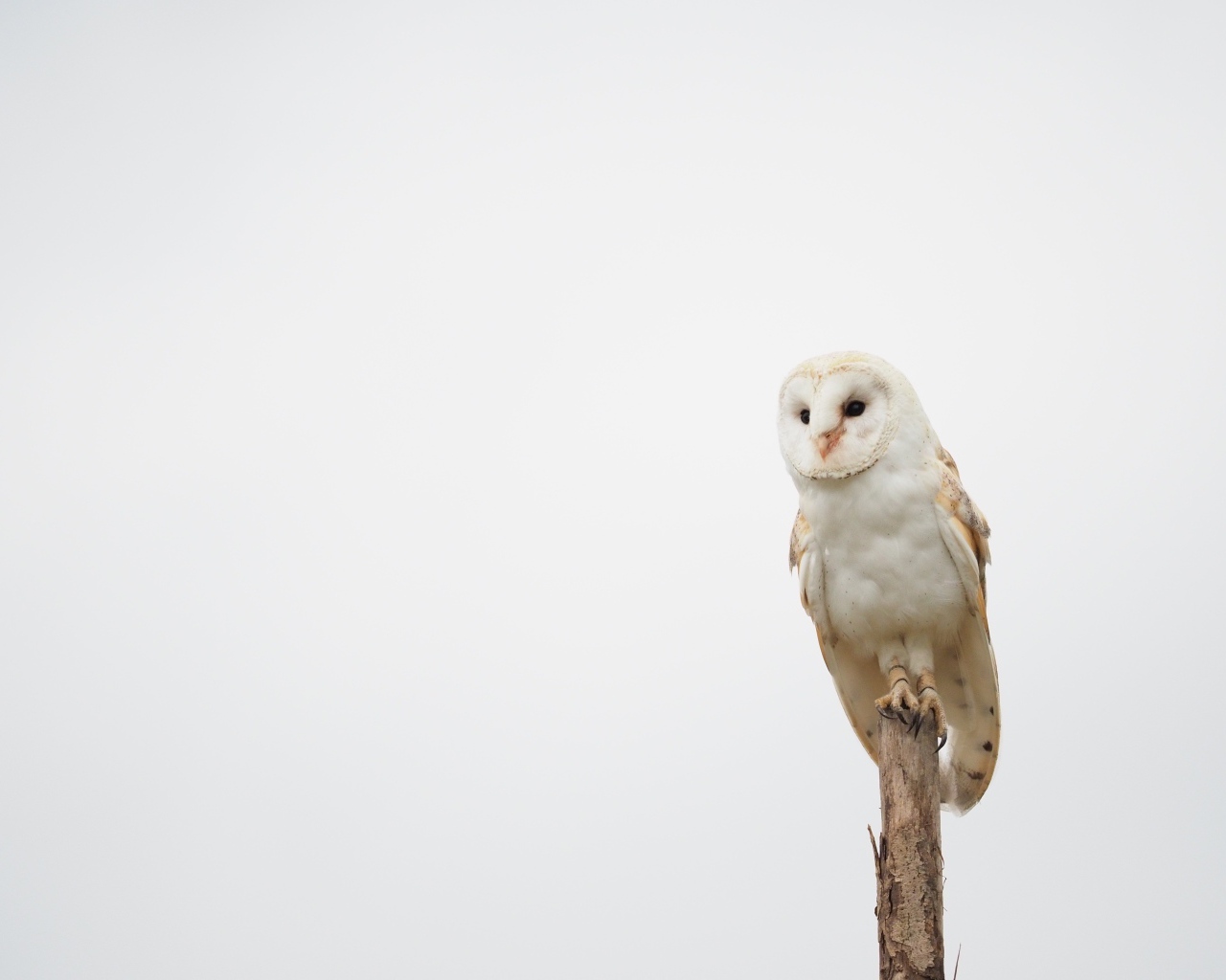 Большая сова сидит на ветке на сером фоне 