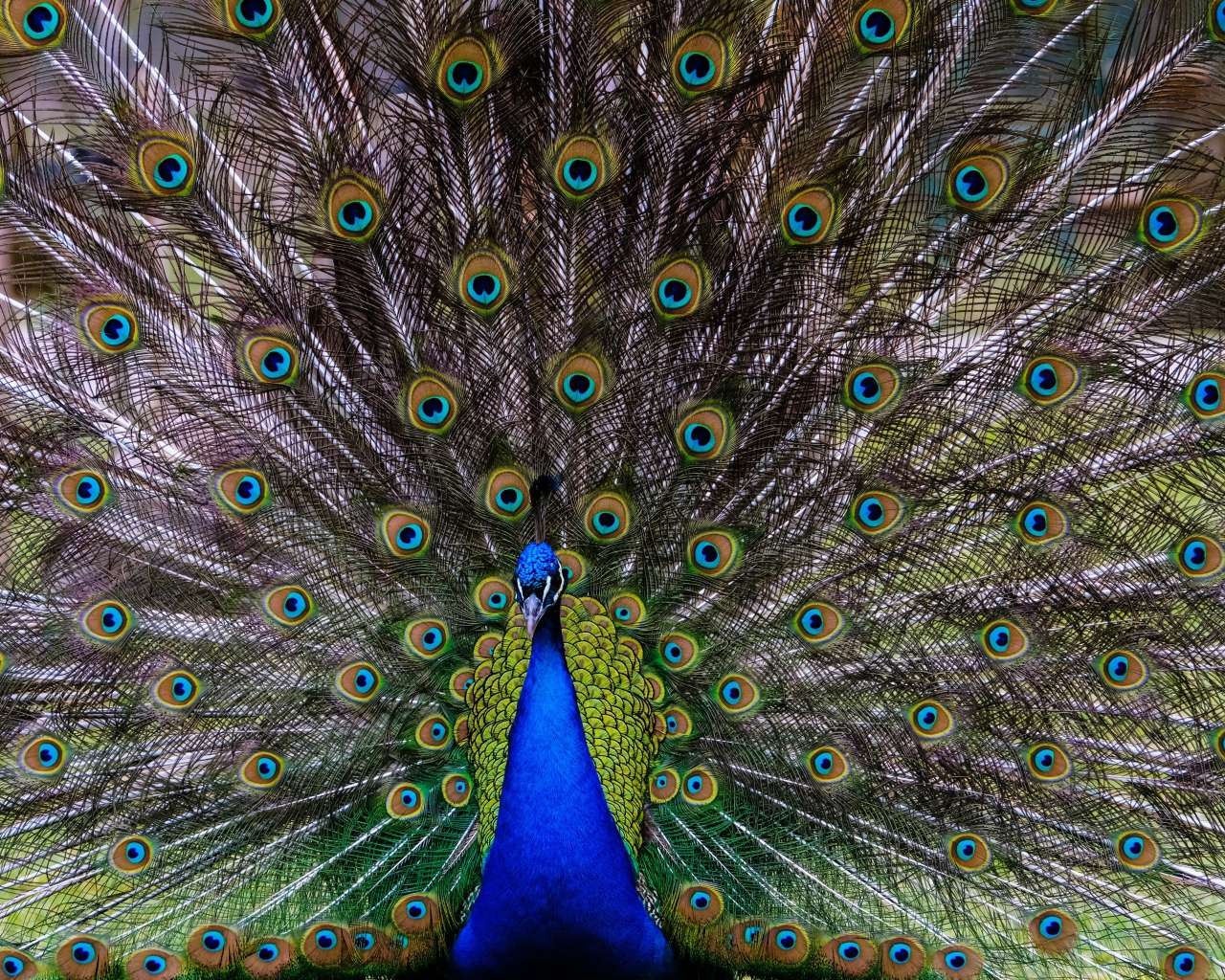 Большой павлин с красивым хвостом 