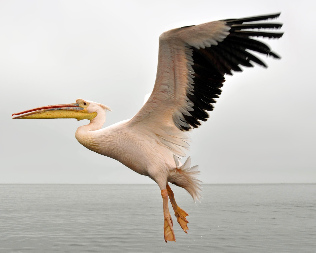 Большой пеликан с черными крыльями над водой 