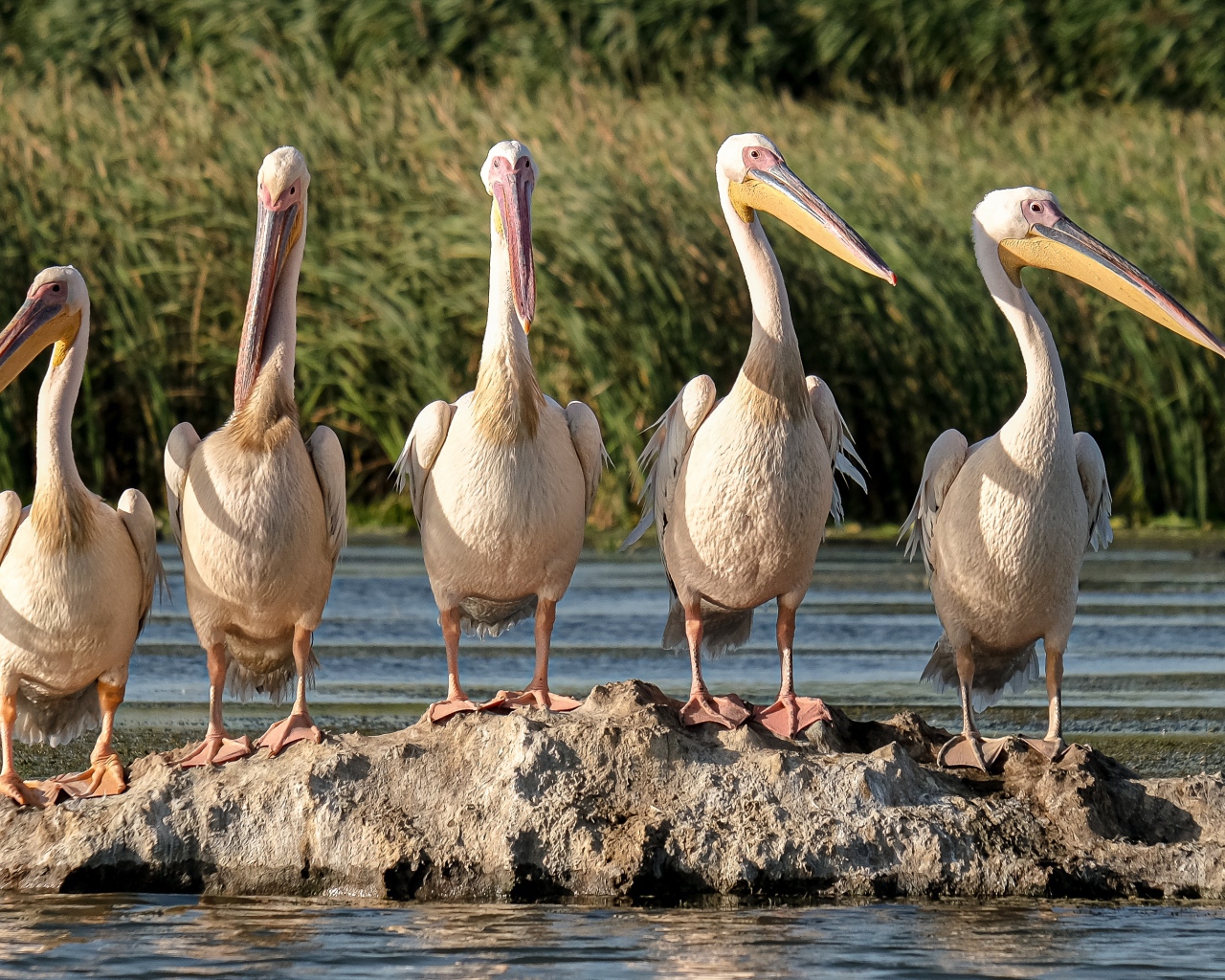 Большие пеликаны сидят на камне в воде 