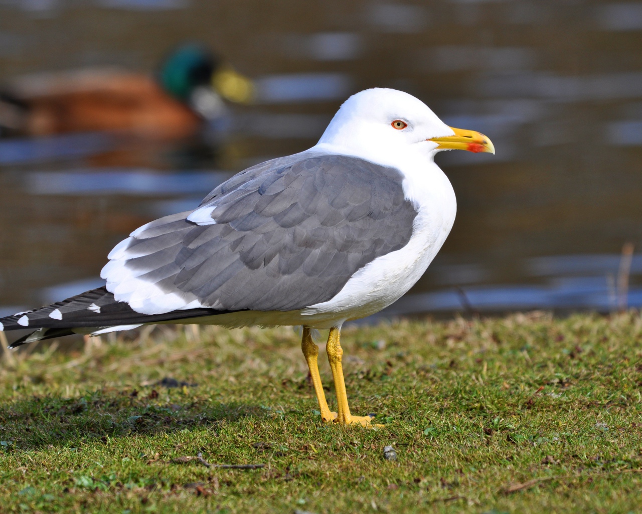 Большая чайка на траве у воды 