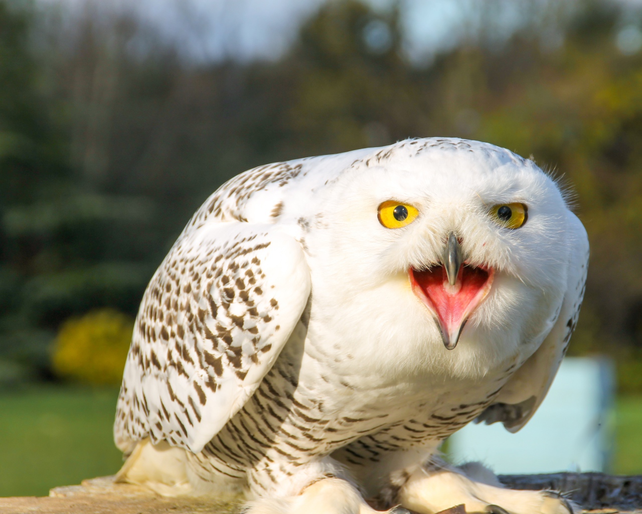 Большая снежная сова с открытым клювом 