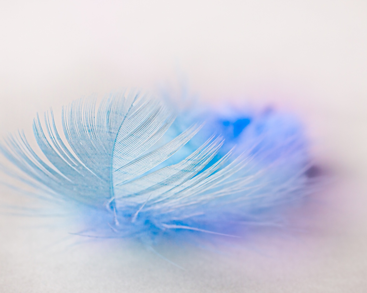 Light blue feather on white background