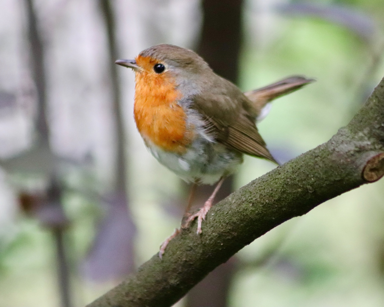 Маленькая птичка с черными глазами сидит на ветке