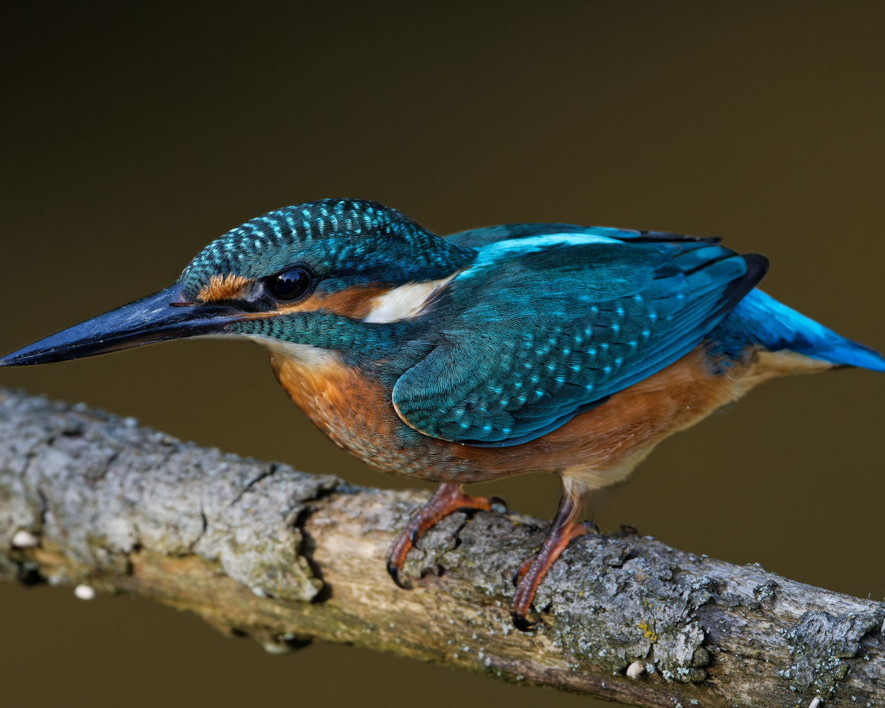Маленькая голубая птичка зимородок на ветке дерева 