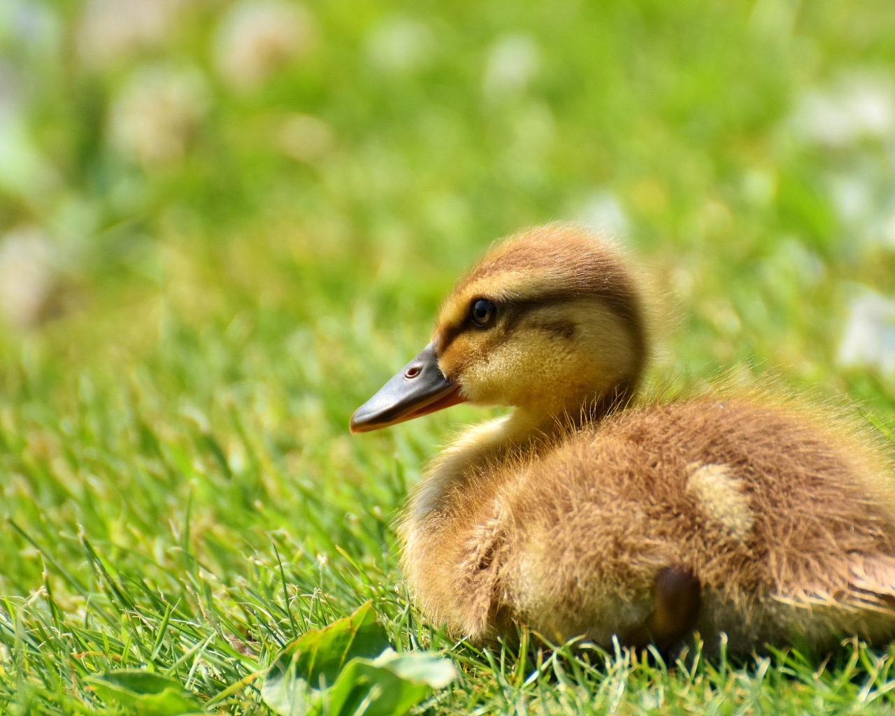 Маленький утенок лежит на зеленой траве 