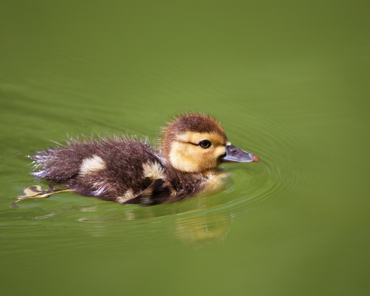 Маленький утенок плавает в зеленой траве