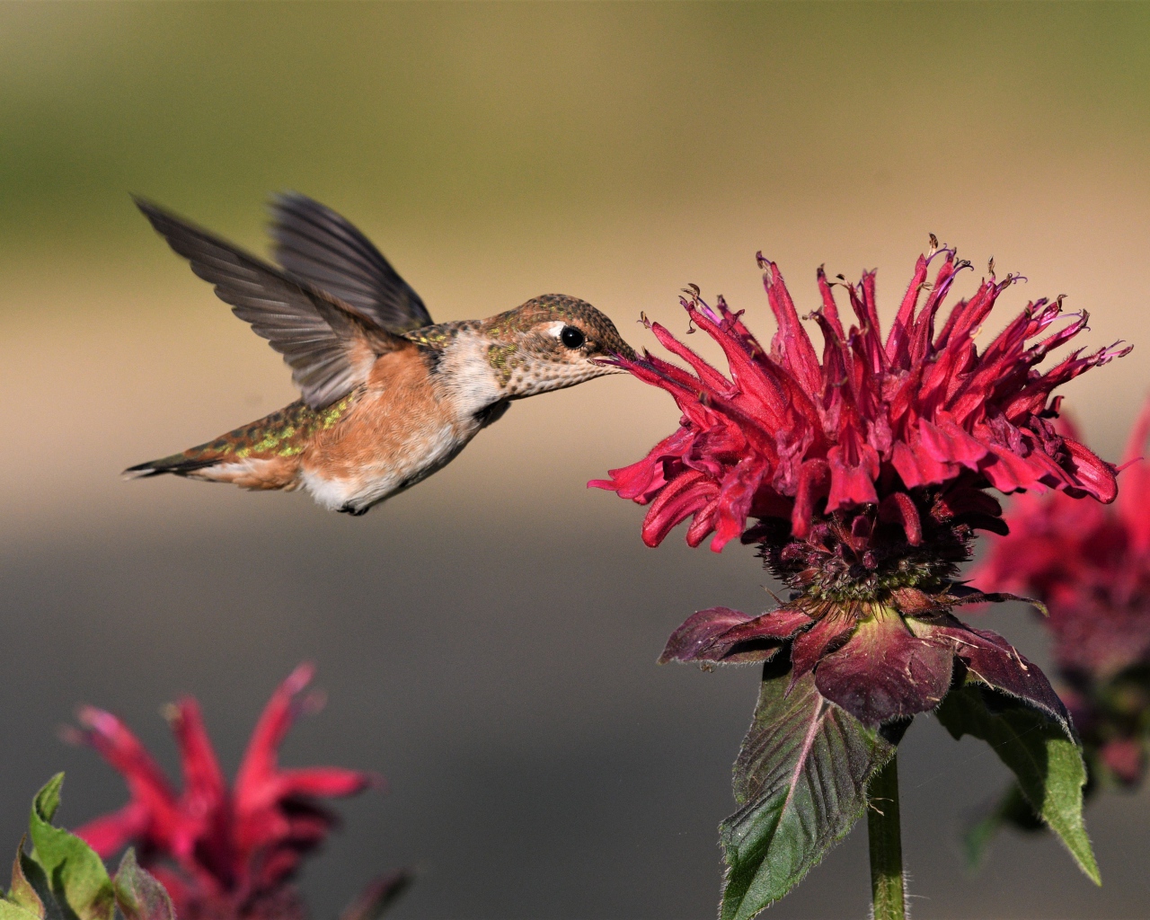 Маленькая птичка колибри над красным цветком