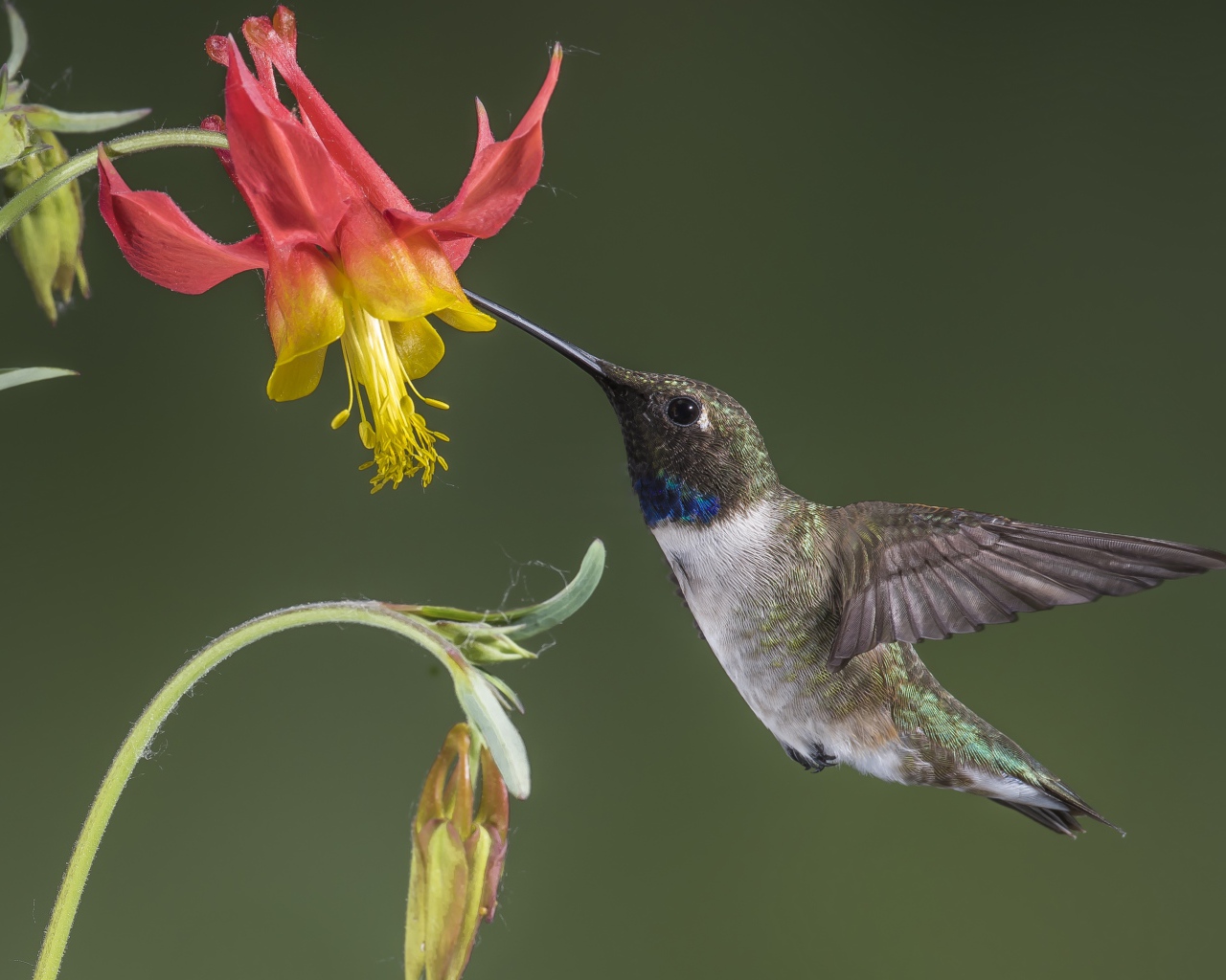 Маленькая птица колибри собирает нектар с водосбора