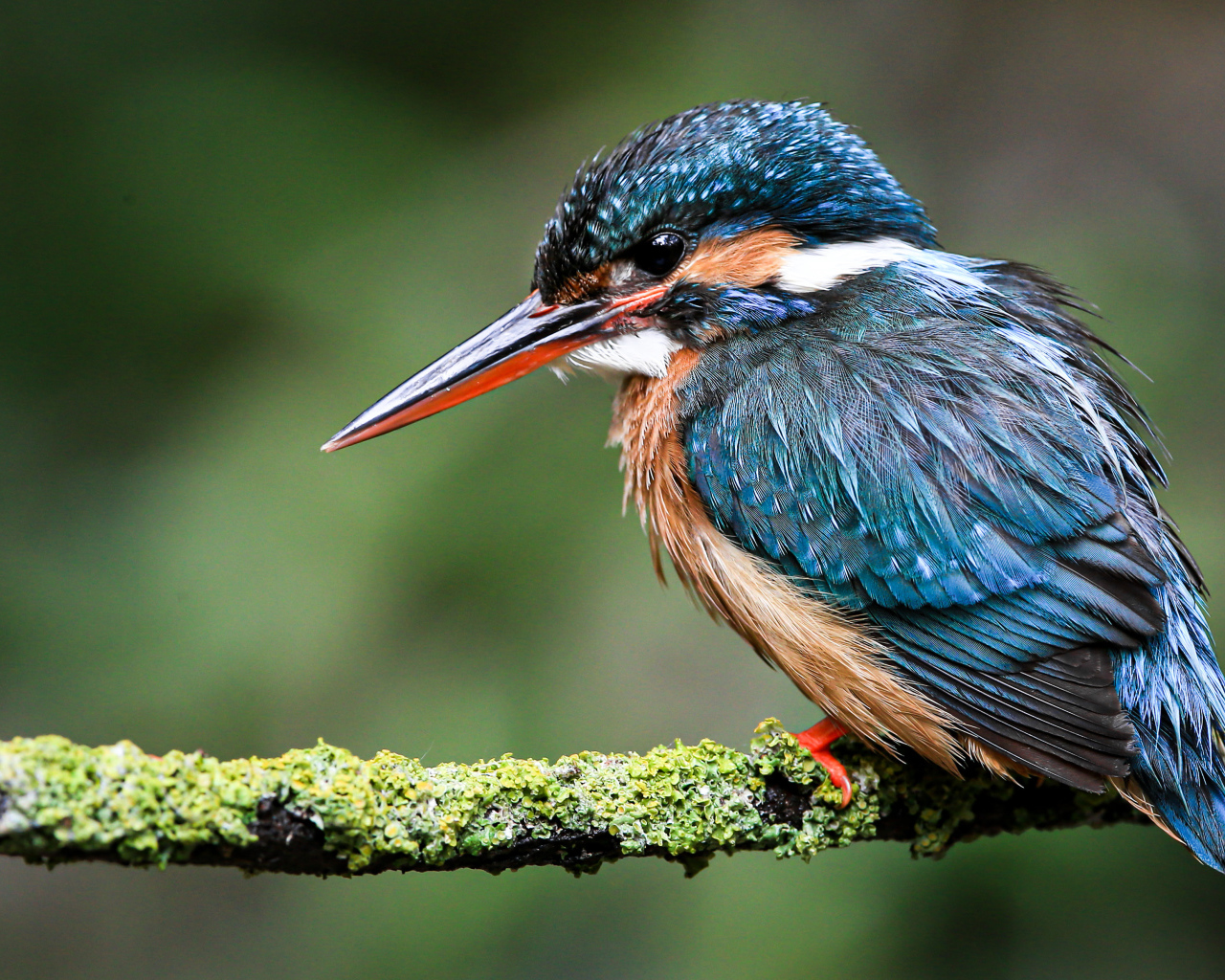 Маленький зимородок сидит на покрытой мхом ветке 