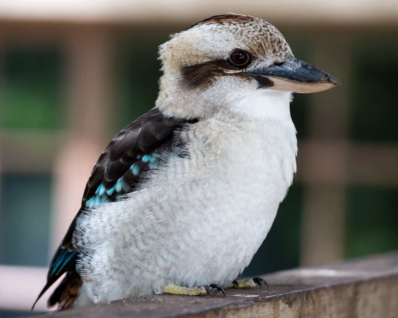 Маленькая птичка кукабара крупным планом 