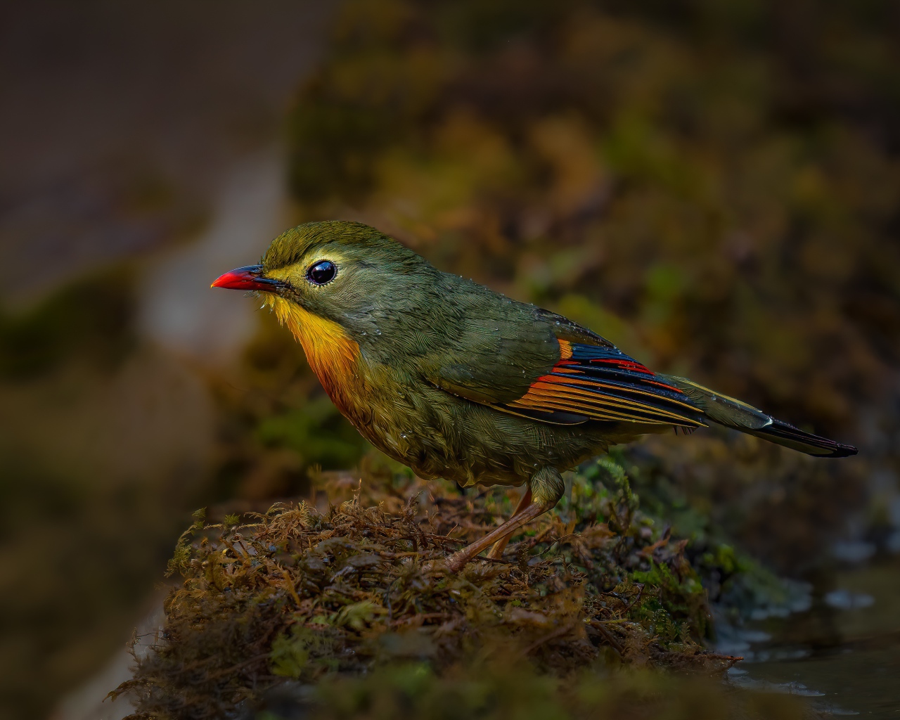 Маленькая птичка красноклювый лейотрикс на земле