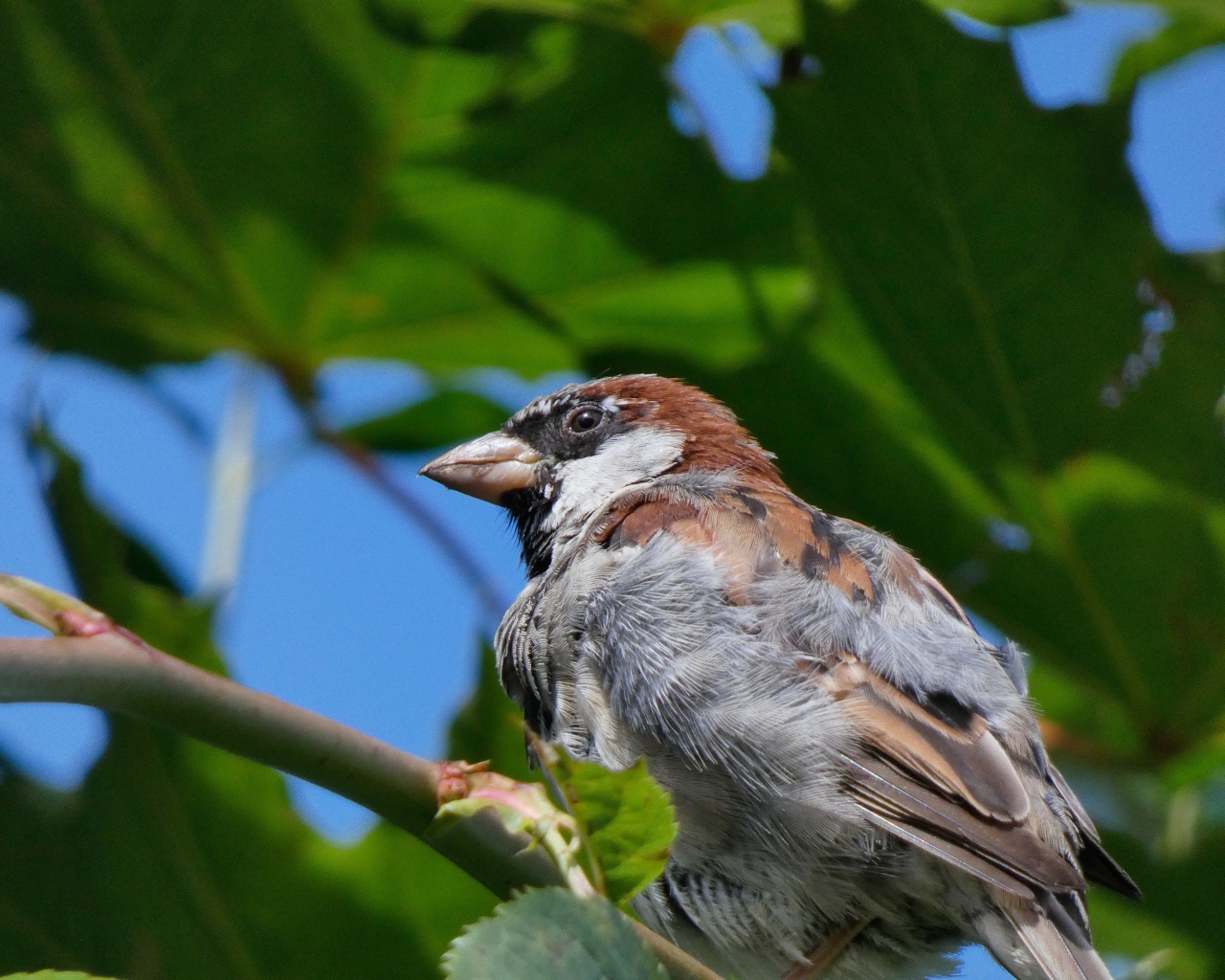 Маленький воробей сидит на ветке дерева