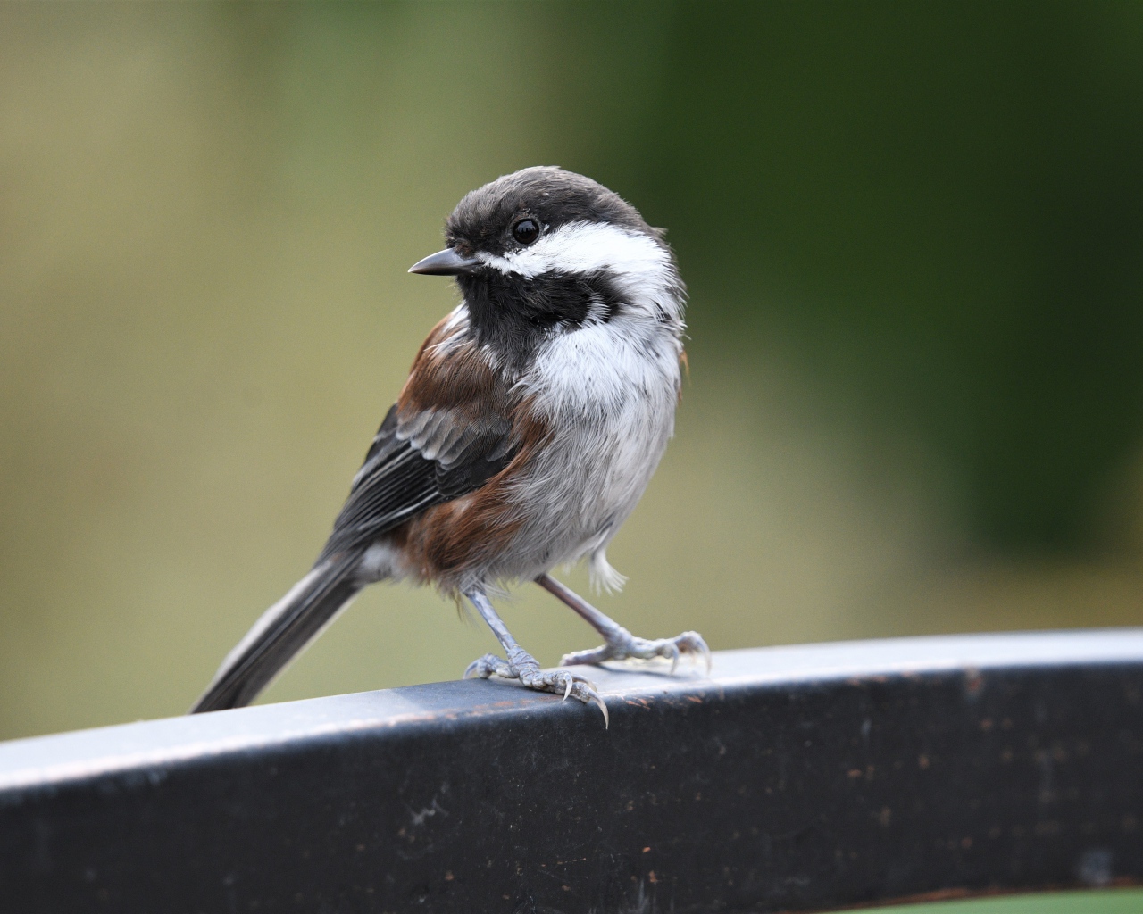 Маленький воробей сидит на перилах 