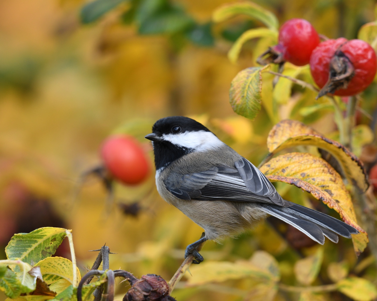 Маленькая синичка сидит на ветке шиповника